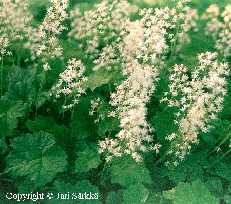  Tiarella cordifolia 